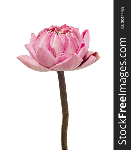 Folding lotus thai style isolated on white background