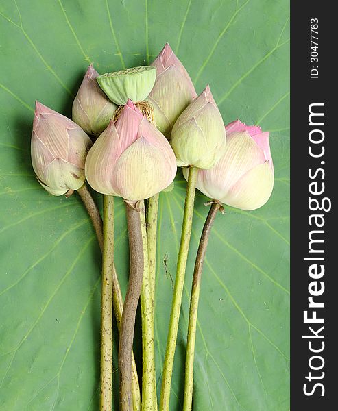 Nelumbo nucifera on lotus leaf background