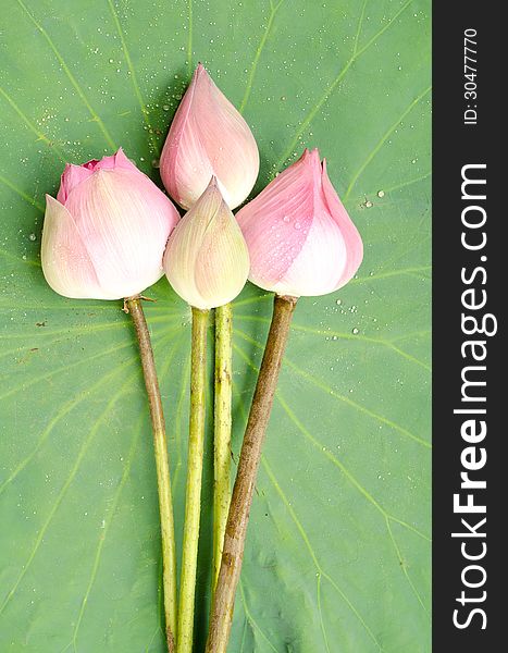 Nelumbo nucifera on lotus leaf background