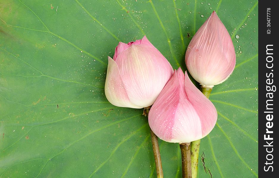 Nelumbo nucifera on lotus leaf background