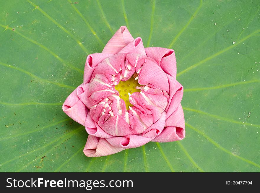 The art of folding lotus petals on lotus leaf