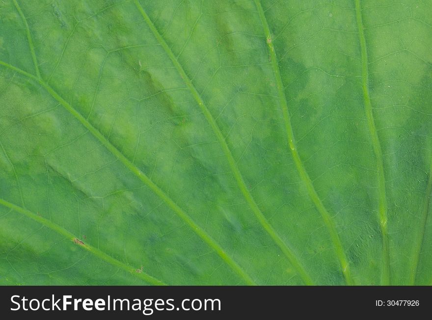 Closeup of lotus leaf background