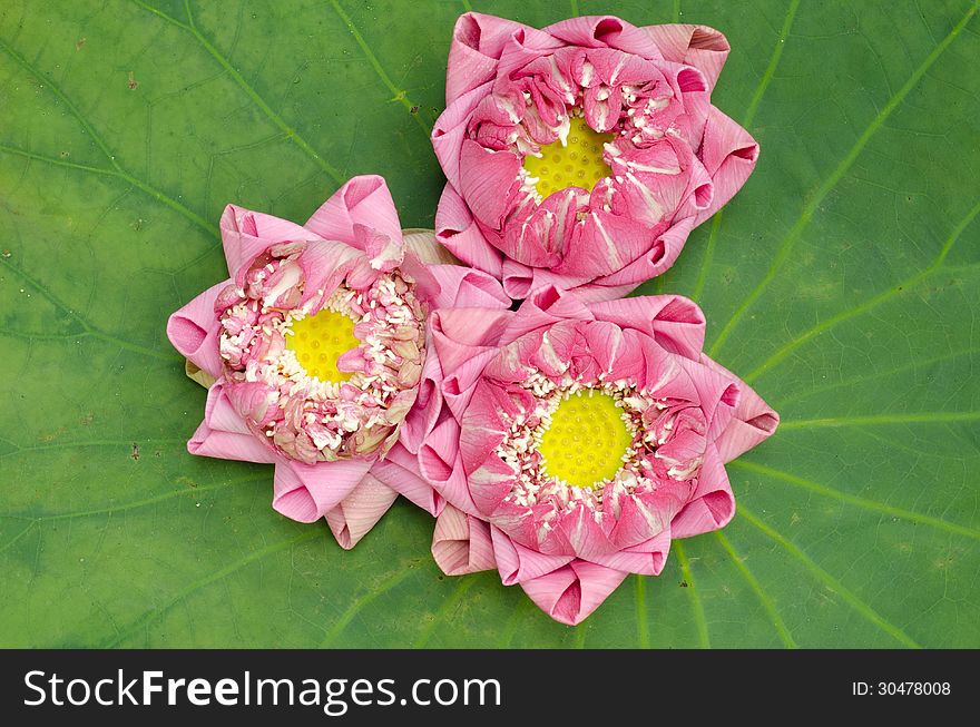 The art of folding lotus petals on lotus leaf