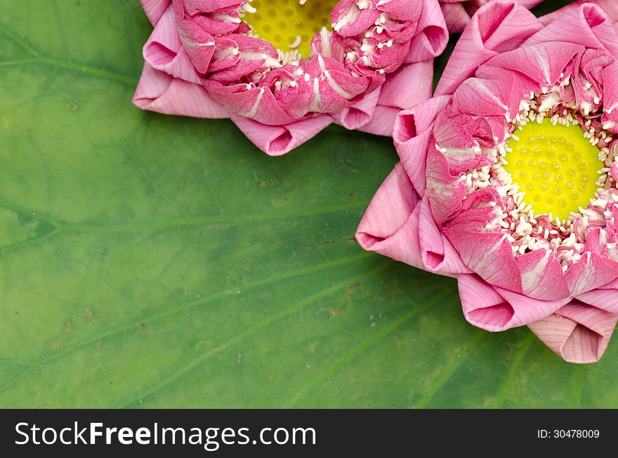 The Art Of Folding Lotus Petals