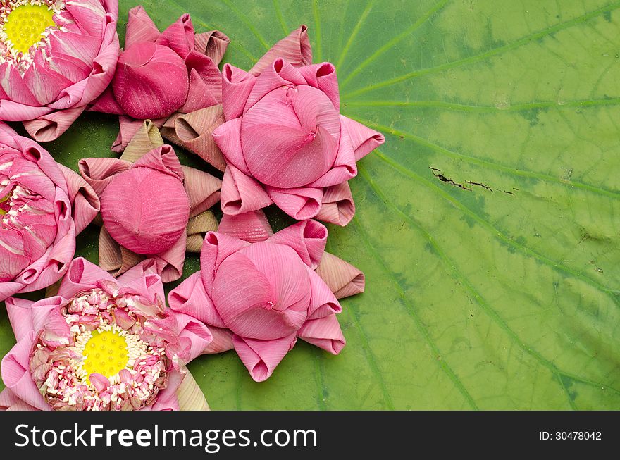 The art of folding lotus petals on lotus leaf