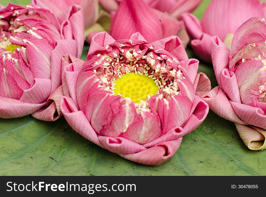 The art of folding lotus petals
