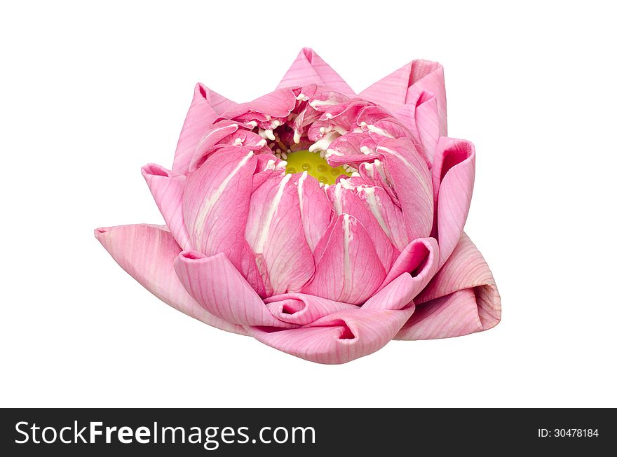 Folding lotus thai style isolated on white background