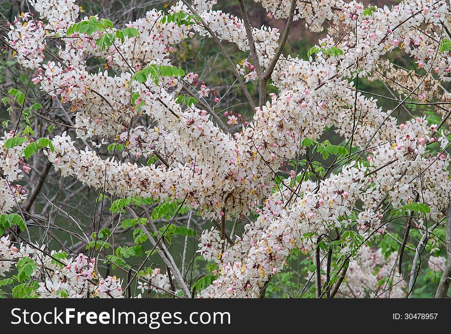 Cassia bakeriana blooming in garden