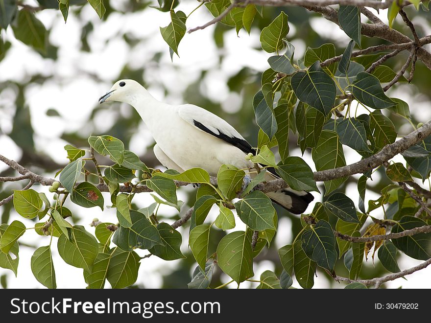 White pied imperial pigeon catching tree branch