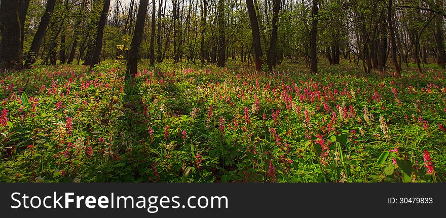 Wild flowers and trail in a mountain forest in spring. Wild flowers and trail in a mountain forest in spring