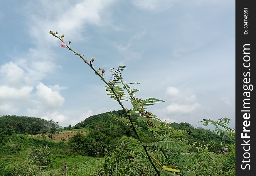 Putri malu flower tries to touches the sky