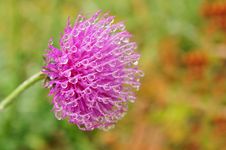 Thistle Stock Images Thistle Stock Images