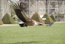 Griffon Vulture Royalty Free Stock Photography Griffon Vulture Royalty Free Stock Photography