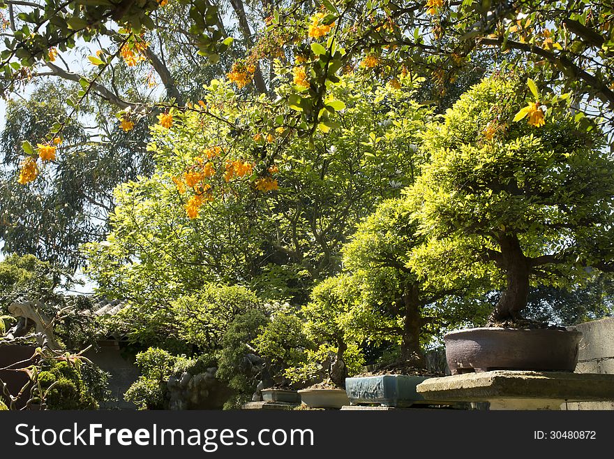 Garden bonsai Chinese elm set (Ulmus Parvifolia). Garden bonsai Chinese elm set (Ulmus Parvifolia)