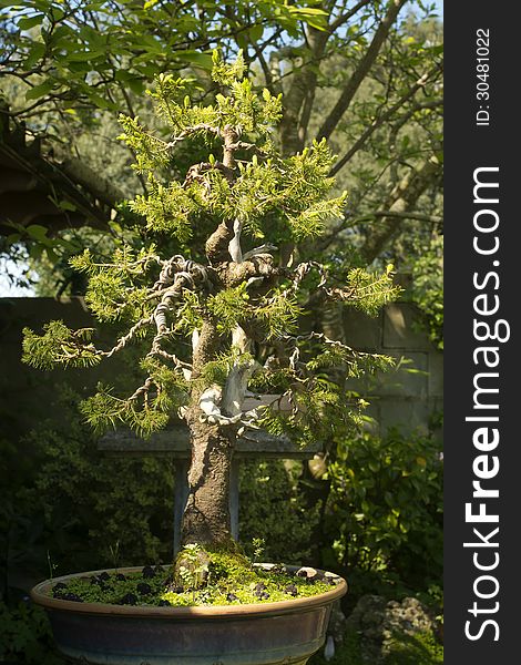 Conifer bonsai tree with branches wiring process in the garden
