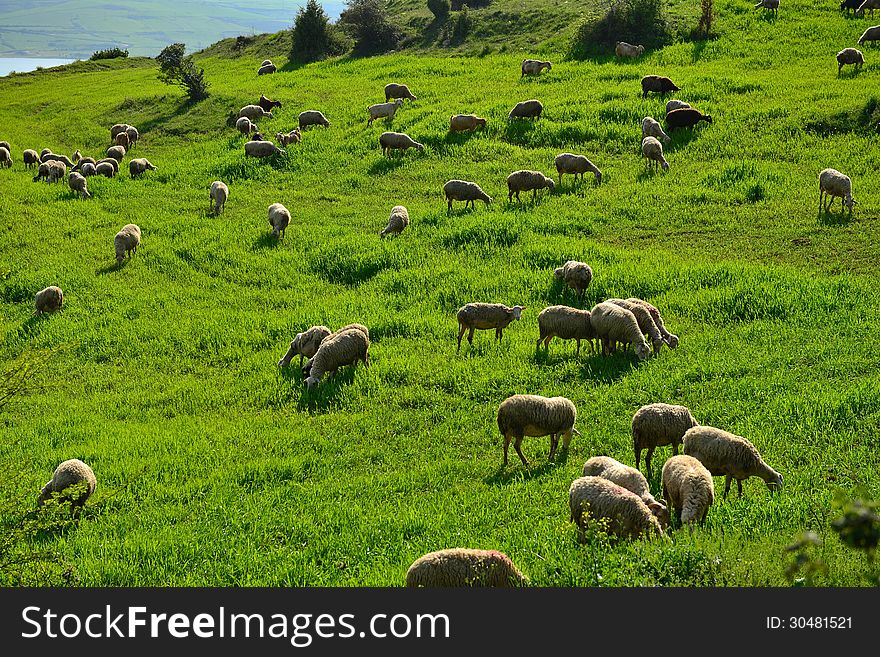 Green Meadow And Sheep Grazing