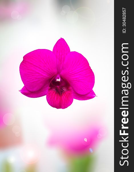 Pink Orchid on blur background. Pink Orchid on blur background.