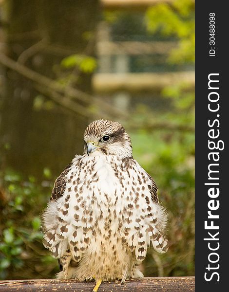 Goshawk observing surrounds from the wooden platform