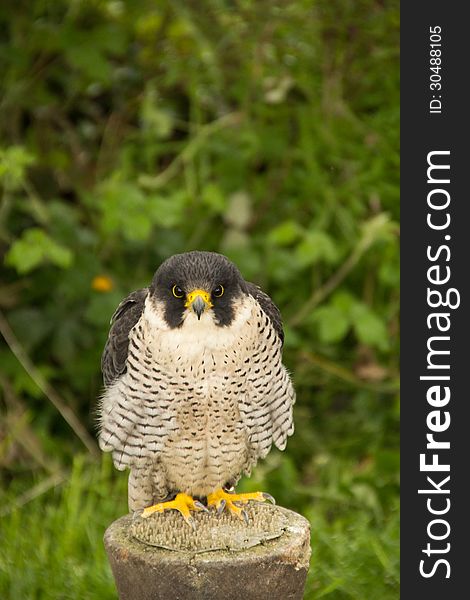 A Falcon sitting on a tree stump and staring