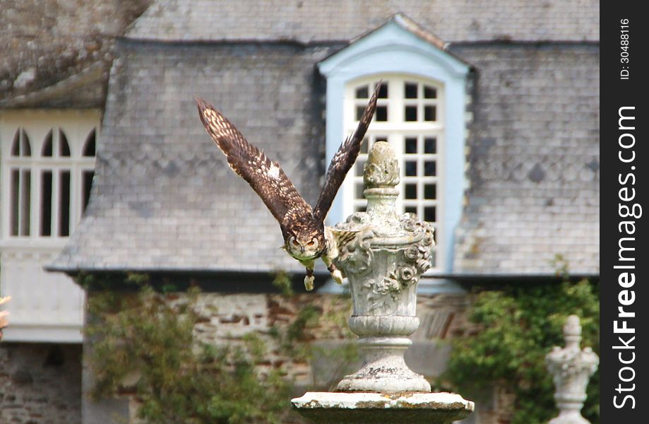 An Owl Diving