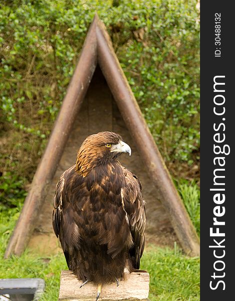 Harris's hawk sitting on a tree stump. Harris's hawk sitting on a tree stump