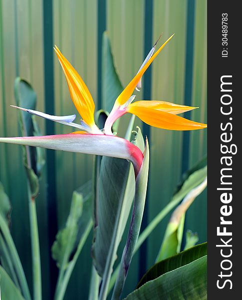 Bird of Paradise or South African Crane Flower, bo