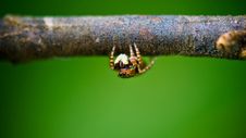 Jumping Spider Royalty Free Stock Photography Jumping Spider Royalty Free Stock Photography