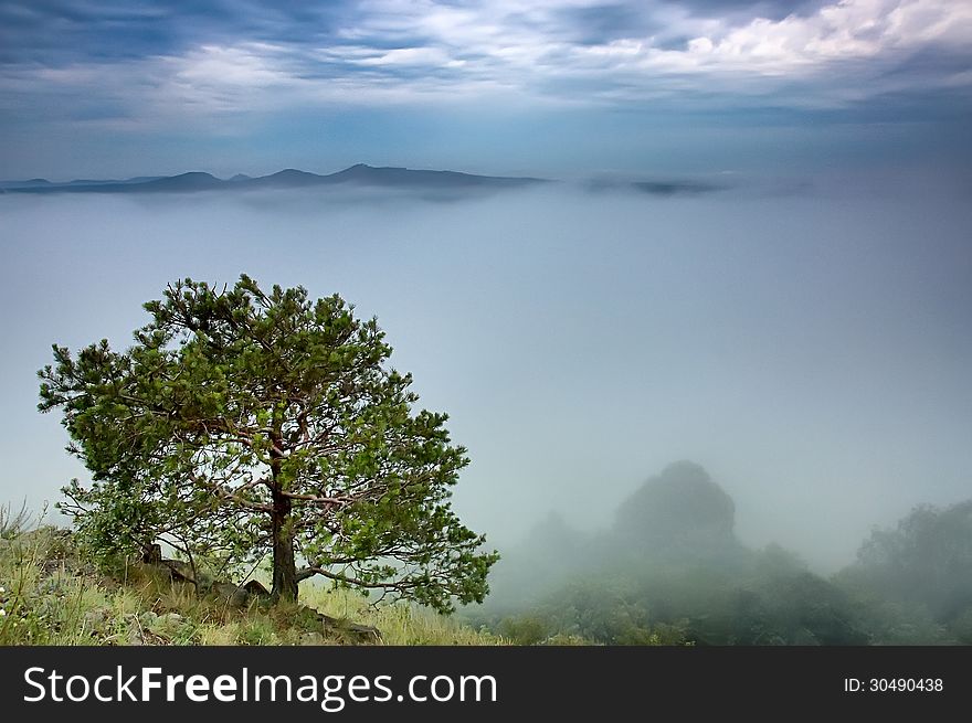 Tree in the land of the morning with fog and mountains. Tree in the land of the morning with fog and mountains