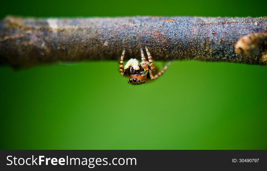 Jumping spider front, Small spider hiding under the large branches, wide screen 16:9