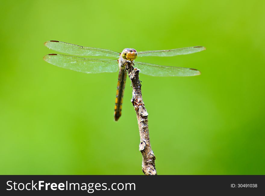 Front view of a dragonfly at rest on the branches. Front view of a dragonfly at rest on the branches.