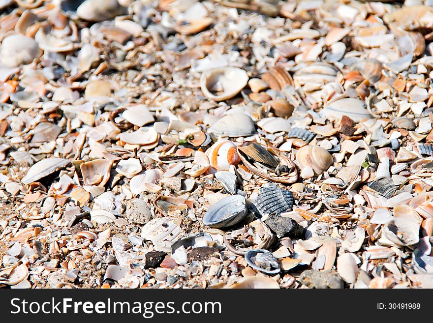 Shell seamless - background of a beach covered by shells. Shell seamless - background of a beach covered by shells