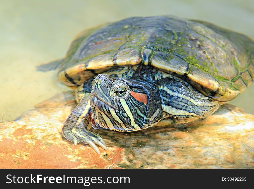 A red-eared slider sitting on a rock in a small pond. A red-eared slider sitting on a rock in a small pond