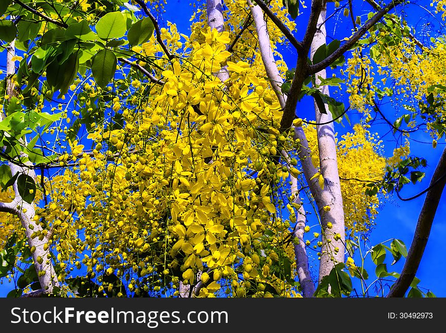 Golden Shower Tree. Cassia fistula. Indian Laburnum, Ratchaphruek