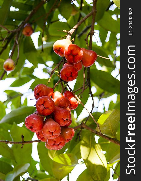 Bunch of Syzygium samarangense. Rose apple fruit.