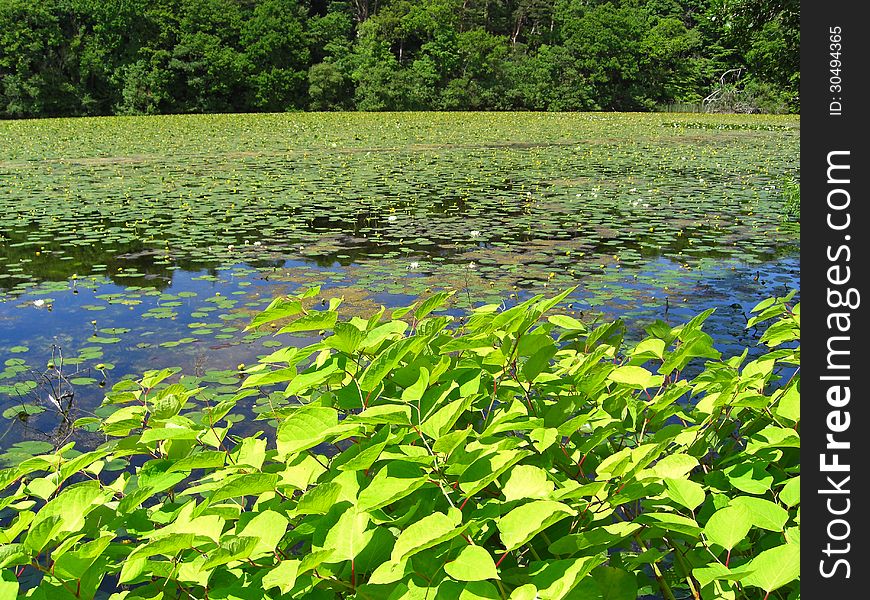 Beautiful summer pond with water lilies, Scotland