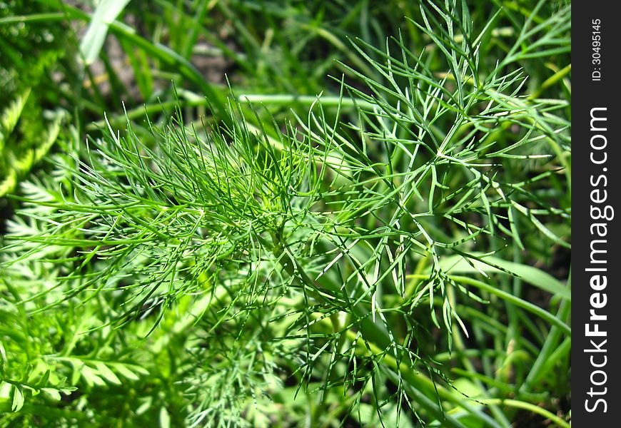 Fennel Growing On A Bed