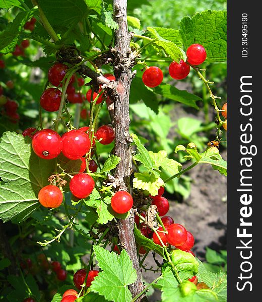 Image of berry of a red currant in a hand