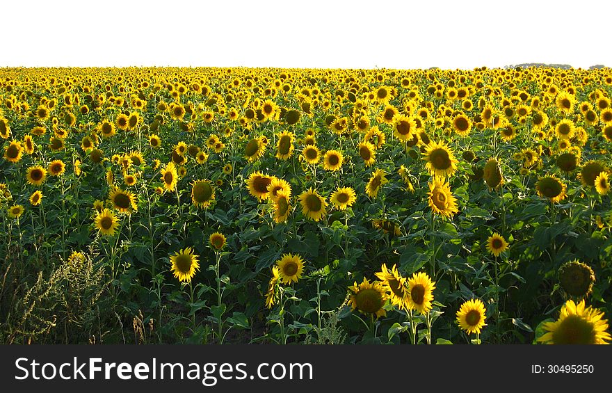 Field with beautiful sunflowers on the blue sky background. Field with beautiful sunflowers on the blue sky background