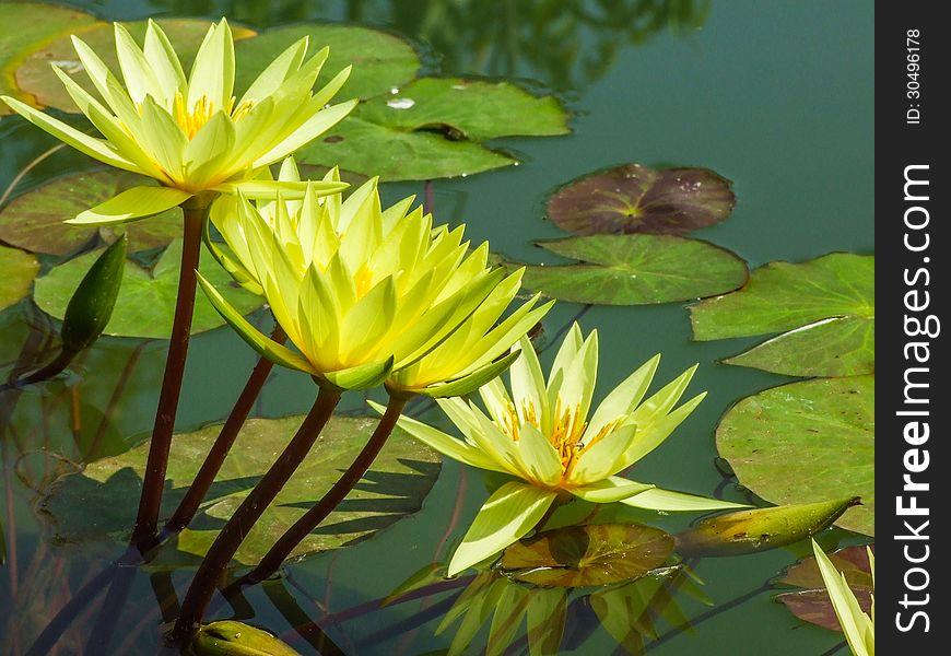 The yellow of lotus on water. The yellow of lotus on water