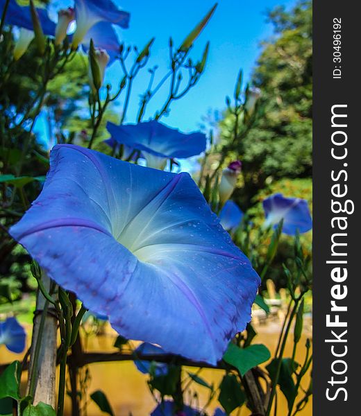 Blue colored morning Glory Flowers in garden. Blue colored morning Glory Flowers in garden