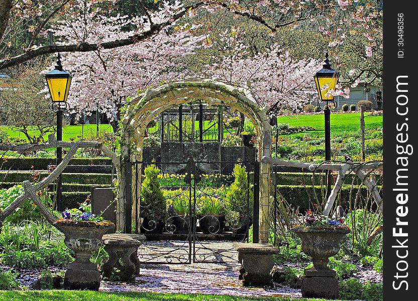 Iron gate under the cherry blossom