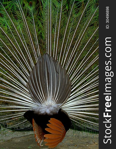 Peacock rear