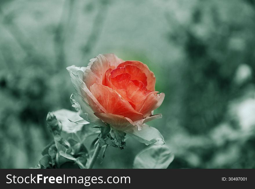 Art of Pink roses on the garden