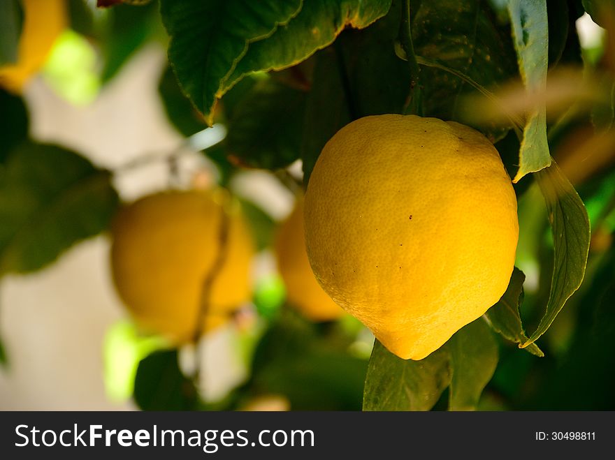 Delicious and juicy lemons from Sicily