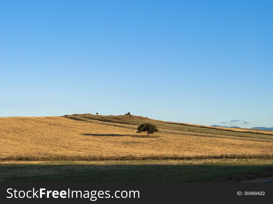 Hill covered with ripe wheat and a tree in the middle. Hill covered with ripe wheat and a tree in the middle