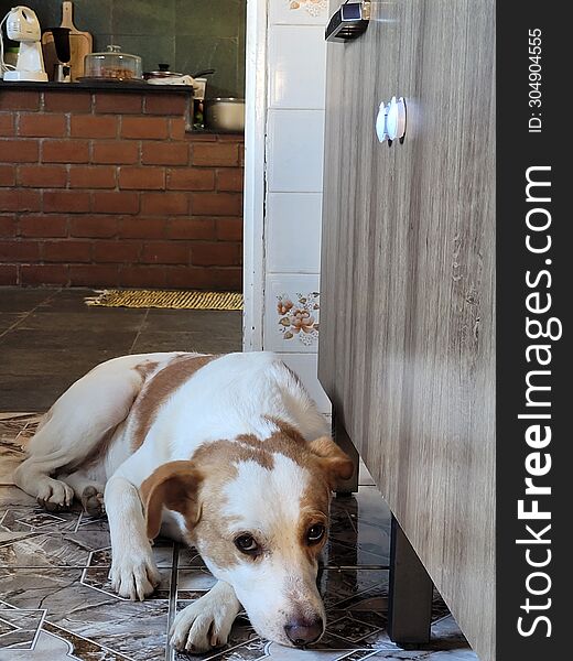 Dog resting in a country kitchen
