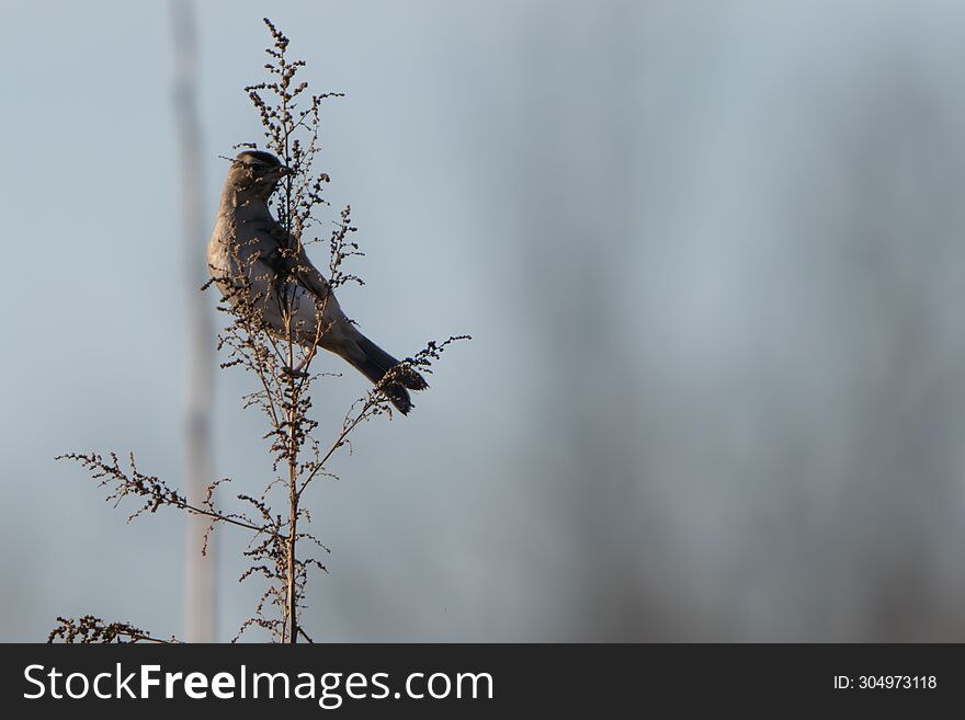 Songbird Feeding On Seed From Small Bush In Field