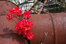 Red Daisies Rusted Oil Drums Stock Photos Red Daisies Rusted Oil Drums Stock Photos