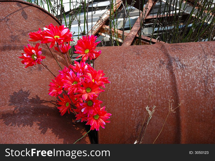 Red daisies rusted oil drums