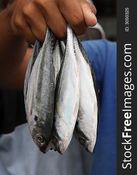 Close up of a man hold a few fishes.